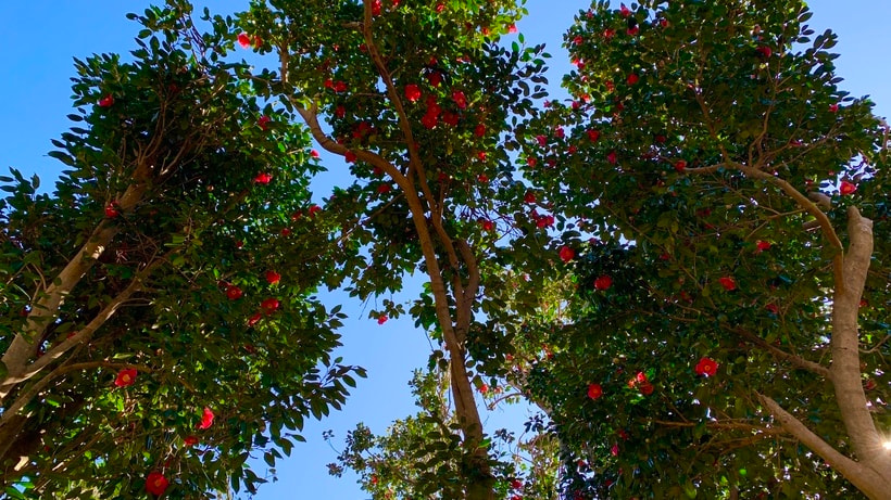 椿油ができるまで